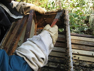 scraping propolis